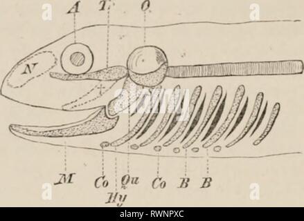 Éléments de l'anatomie comparative des éléments de l'anatomie comparée des vertébrés elementsofcompar00wied Année : 1886 FR 60 MPARATIVK. Anatomie d'abord, se pose, et elle se distingue des autres ou post-arches orale comme l'arc mandibulaire. L'après-arches orale seulement, fonctionner comme ^- malades porteurs dans les adultes- lisli : même le premier d'entre eux, l'arc hyoïdien jr, fig. -J'3.- Schéma de l'UF TIIK.RAPPORTS DE L'IGC;KYMI- squelette. A', nasal, une capsule ; yeux ; 0, capsule auditive ; Tr, trabeculie, qui, à partir de la se pencha vers l'avant (t), un^ain s'étendre vers l'avant dans une ligne avec tin- axe vertébral ; M, M Banque D'Images