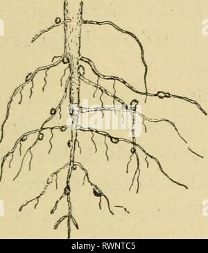 Éléments de l'agriculture, pour utiliser des éléments de l'agriculture, à utiliser dans les écoles elementsofagricu00mcbr Année : 1901 NITEOGEN DANS LES SOLS 97 l'air. Ils fixent eux-mêmes sur les racines, tubercules et provoquer le d'augmenter. Cela a été prouvé par cultiver des haricots ou trèfle dans un sol exempt de toutes les bactéries. Lorsque cela a été fait pas de tubercules ont été formés sur les racines et les plantes a fait une très mauvaise croissance. Fig. 16 montre les tubercules formés sur les racines d'une plante ou de soja soja bean, qui appartient à la famil pouls}^ Les bactéries qui vivent dans les racines des plantes légumineuses ont le pouvoir de changer e Banque D'Images