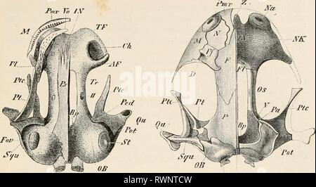 Éléments de l'anatomie comparative des éléments de l'anatomie comparée des vertébrés elementsofcompar00wied Année : 1886 le crâne. 71 h.r Pour S. Fa, Ccvc Fin. 56.-CRÂNE D'UN JEUNE .AxuLOTL. (Vue ventrale), T. Banque D'Images