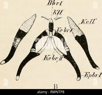 Éléments de l'anatomie comparative des éléments de l'anatomie comparée des vertébrés elementsofcompar00wied Année : 1886 LMR'JKff KiJC Banque D'Images