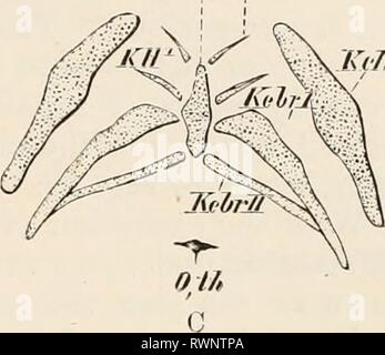 Éléments de l'anatomie comparative des éléments de l'anatomie comparée des vertébrés elementsofcompar00wied Année : 1886 LMR'JKff KIT KiJC Banque D'Images