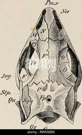 Éléments de l'anatomie comparative des éléments de l'anatomie comparée des vertébrés elementsofcompar00wied Année : 1886 &Lt ; !OMPARATIVE ANATOMIE. A'rc Jm/ Cocc FIG. 61.- CRÂNE DE Liz.vitn (Laccrta}, ayilis (vue dorsale) JEthFrn-r Banque D'Images