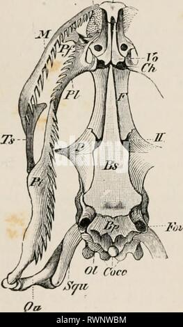 Éléments de l'anatomie comparative des éléments de l'anatomie comparée des vertébrés elementsofcompar00wied Année : 1886 Jm/ Cocc FIG. 61.- CRÂNE DE Liz.vitn (Laccrta}, ayilis (vue dorsale) JEthFrn-r Banque D'Images