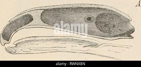 Éléments de l'anatomie comparative des éléments de l'anatomie comparée des vertébrés elementsofcompar00wied Année : 1886 le crâne. 81 Turbinals sont présents dans la cavité nasale, mais ne sont jamais plus que rudimentaire dans Oetacea. Pour plus de précisions quant à l'appareil olfactif et sonore des capsules et leur mode d'ossification, ainsi que la formation de la chaîne des osselets auditifs, consulter les chapitres sur la Banque D'Images