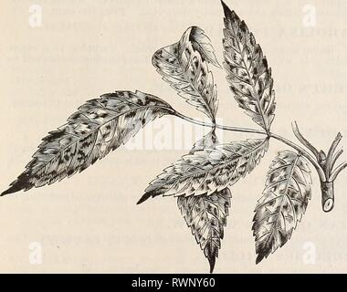 [Ellwanger et Barry's catalogue général] [Ellwanger et Barry's catalogue général] ellwangerbarrysg1896moun Année : 1896 DOUBLE-FLORAISON FLEURS DE THORN. Scoulérie à feuilles d'argent- frêne. Un arbre de taille moyenne avec un élégant- ly feuillage panaché. L'intérieur de certaines parties des feuilles sont d'un vert profond, tandis que les marges sont blanc argenté. 11.00. AUCUBA-LEAVED ASH. Une belle variété, avec de l'or- blotched feuilles comme le Japon Au- cuba. Comme le panaché est permanente, l'arbre est utile pour le regroupement avec purple-feuillus. $1.00. KCELREUTERIA PANI- CULATA. En provenance de Chine a hardy, à tête ronde, petit arbre, Banque D'Images