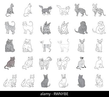 Angora,américain,animal,race,apparence,la,cat,personnage,chartreux,chocolat,collection,griffe,cornish,mignon,design,branche,exotiques,pliage,félin fourrure,les habitudes,icône,,illustration,et,aussi,isolé,cheveux longs,mammifère,monochrome,plan,rock,norvégien persan,animal,peterbald,purr,rex,savannah,scottish,semi,set,shorthair siamois,signe,sphynx,symbole,câline,vecteur,laine,New york,vecteurs vecteur , Illustration de Vecteur