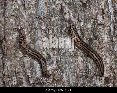 Les limaces Limax maximus (Leopard), également appelé grand limaces grises, rampant sur l'écorce de noyer noir. Banque D'Images