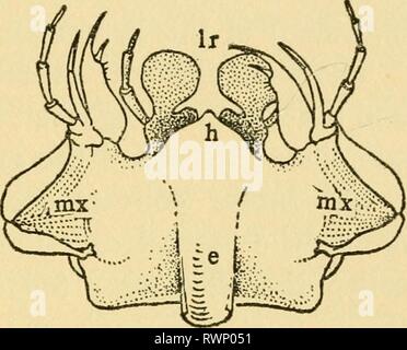 Les leçons élémentaires sur les insectes (1928) Banque D'Images