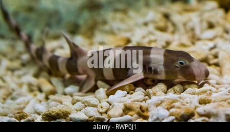 Brown juvéniles bagués requin bambou portant sur le fond, dans l'aquaculture de poissons tropicaux, les jeunes poissons de l'océan pacifique Banque D'Images