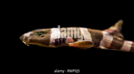 Brown juvéniles bagués requin bambou isolé sur un fond noir, poissons tropicaux de l'océan pacifique Banque D'Images