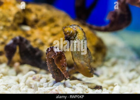 Deux hippocampes du nord ensemble, les animaux de l'aquarium tropical de l'océan Atlantique, espèce animale vulnérables Banque D'Images