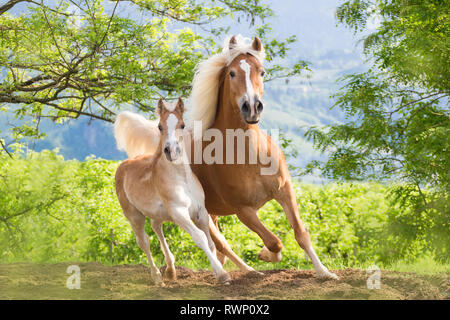 Cheval Haflinger. Mare avec poulain galopant sur un pré. Le Tyrol du Sud, Italie Banque D'Images