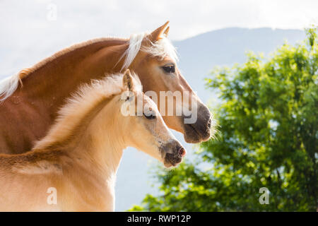 Cheval Haflinger. Mare avec poulain, portrait. Le Tyrol du Sud, Italie Banque D'Images