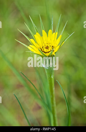 Yellow goat's beard (Tragopogon pratensis) flower au printemps en Virginie centrale Banque D'Images