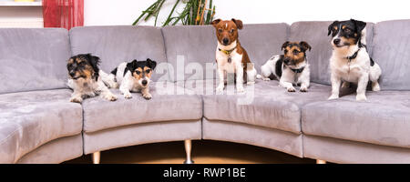 Adorables Chiots Jack Russell Terrier Groupe - Cinq petits chiens assis ou couché sur le canapé Banque D'Images