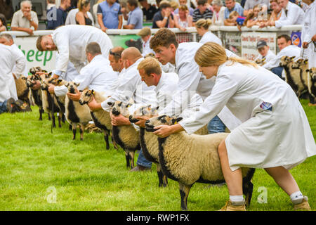 BUILTH WELLS, Pays de Galles - Juillet 2018 : Les moutons alignés dans l'anneau de jugement à Builth Wells. Banque D'Images