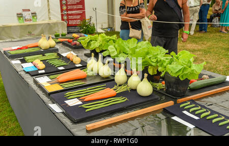 BUILTH WELLS, Pays de Galles - Juillet 2018 : Sélection d'entrées disposées sur un tableau d'affichage pour la concurrence de plus en plus de légumes à Builth Wells. Banque D'Images