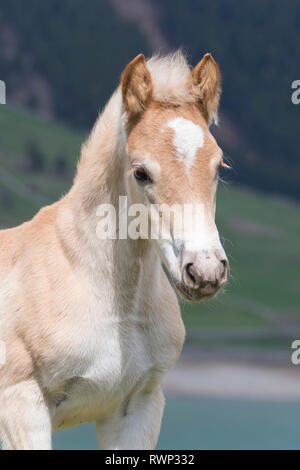 Cheval Haflinger. Portrait d'une pouliche-poulain. Le Tyrol du Sud, Italie Banque D'Images