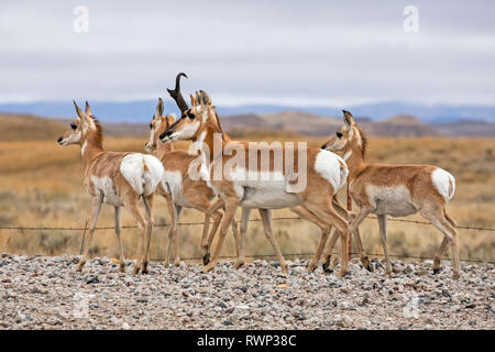 Pronghorn (Antilocapra americana) debout sur une route de gravier ; Custer, South Dakota, United States of America Banque D'Images