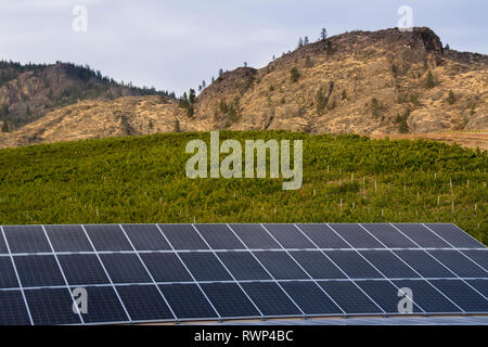 Des panneaux solaires, la Chevêche des terriers Estate Winery, Oliver, Okanagan Valley, British Columbia, Canada Banque D'Images