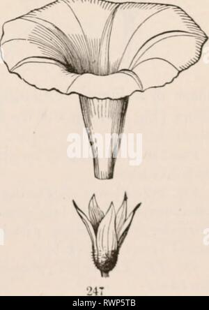 Les éléments de botanique pour les éléments de botanique pour les débutants et les écoles pour elementsofbotany00gray Année : 1887 -'-^ &gt ;/."&gt ;""*& Flo. 246. Plowerof Raiuoaepalous souche mi, Datura et gamopetalona Fio. '217. Corolle en entonnoir d'une gloire du matin, détache.- polysépale calice. Banque D'Images