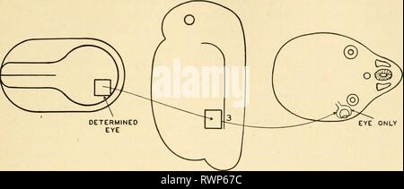 L'embryologie embryologie embryologie (1949) Année : 1949 bart00L'INDUCTION DE LA PRIMITIVE DU SYSTÈME NERVEUX CENTRAL 77 Fig. 34. L'oeil au stade de neurulation ne forme qu'un œil lorsqu'elles sont transplantées. L'œil est coupé de la plaque neurale de neurulation et est transplantée à la position 3 dans une ancienne de l'embryon. Elle se développe dans un œil, alors que dans la Figure 32 la présomption de l'œil du début de la gastrula formée noto- chord, somites, pronéphros, et la moelle épinière. tern seulement. Ce qui influence ou stimule l'activité pour l'oeil et réprime toutes les autres énergies nous avons trouvé ? Dans la mesure où le développemen Banque D'Images
