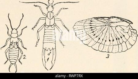 Entomologie élémentaire ([c1912]) elementaryentomo entomologie élémentaire00sand Année : [c1912] 88 ENTOMOLOGIE élémentaire étant d'un quart à un demi-pouce de long. L'aile-couvre sont courts et épais comme ceux de quelques Coléoptères, et à l'extrémité de l'abdomen est une paire de strong, forceplike appendices. Les perce-oreilles FIG. 112. Un taeniata (Forficula perce-oreilles). (Agrandi) Je, homme, femme, 2 ; 3, montrant l'aile se plie et fanlike où les joints de l'extrémité est repliée sur la base sont rares dans les États-Unis, sauf dans le sud, et ne sont pas excessifs. Le nom commun 'earwig' découle d'une vieille super- stition th Banque D'Images