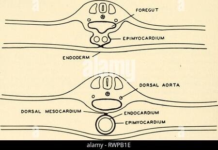 L'embryologie embryologie embryologie (1949) Année : 194900bart ECTODERME MÉSODERME DORSAL VÉSICULES ENDOCARDIQUE UN ^PROCTODÉALE T Fig. 104. La formation du cœur par fusion des deux éléments. Top : Les deux premiers rudiments de l'endocarde sont des vaisseaux à parois minces, de l'endocarde vesi- cles. Deux épaississements spiralés dans le mésoderme splanchnique forment l'avenir muscle cardiaque. Centre : les vésicules endocardique se sont réunies, ce qui le pincement à l'endoderme. Le epimyocardium enveloppe l'endocarde en fermant plus de sa surface supérieure et inférieure. En bas : le epimyocardium forme une enveloppe autour de l'endocarde Banque D'Images