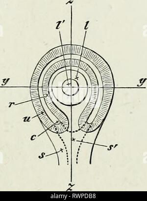 Les éléments d'embryologie, (1874) Les éléments d'embryologie, elementsofembryo74fost Année : 1874 c.] LA FISSURE CHOROÏDIENNE. 99 murs de la CNP qui se produisent plus rapidement que celle de la lentille, ou en d'autres termes à la cavité de la coupe de dilatation. Mais cette croissance ou cette dilatation n'a pas lieu dans toutes les parties de la coupe. Les murs de la Cup s'élèvent tout autour de l'exception de ce point de la circonférence de la coupe qui se trouve en face du milieu (de gauche à droite) de la manette. Alors qu'ailleurs les murs augmenter rapidement en hauteur, faisant pour ainsi dire l'objectif avec eux, à cet endroit, Banque D'Images