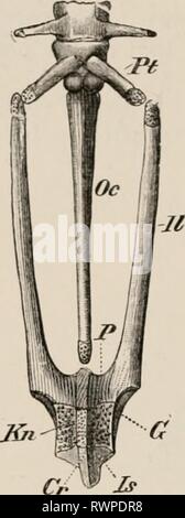 Éléments de l'anatomie comparative des éléments de l'anatomie comparée des vertébrés elementsofcompar00wied Année : 1886 94. d'anatomie comparée dans le plan du mur abdominal, devenues étroitement reliées à la ligne du milieu, et ainsi donner lieu à une quille bien marquée (Fig. 78). II Banque D'Images