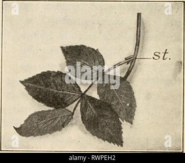 Éléments de biologie ; un des éléments pratiques de la biologie ; un texte utile-livre de corréler la botanique, la zoologie et la physiologie humaine elementsofbiolog00hunt Année : [c1907] nervation parallèle couverture faussement Solomon joint. Modification de la lame. - La lame d'une feuille peut subissent de nombreuses modifications dans les différentes espèces de plantes. Il peut avoir à peu près n'importe quelle forme, à partir d'une fine ligne d'un plan presque circulaire. Il peut avoir une marge presque lisse, comme dans la feuille de l'usine de caoutchouc (Ficus elastica), ou la marge peut être plus ou moins profondément découpée, comme dans le tulip, sassafras, et le chêne. Feuille composée. - Si le Banque D'Images