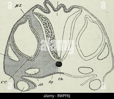 Les éléments d'embryologie, (1874) Les éléments d'embryologie, elementsofembryo74fost Année : 1874 110 LE TROISIÈME JOUR. [Chap. épiblaste fournit le corps de la cornée, l'épiblaste lui-même restant comme l'épithélium cornéen antérieur. Une partie de mésoblaste, transportés dans de l'avant par l'objectif pendant son involution, donne naissance à la capsule du cristallin et ligament suspenseur, tandis que certains d'entrer sur le mésoblaste latéral sous grâce à la fissure choroïdienne devient (chez les oiseaux), et probablement l'^ pecten contribue aussi à l'humeur vitrée. Des murs de la coupe optique, la plus mince (poste extérieur Banque D'Images