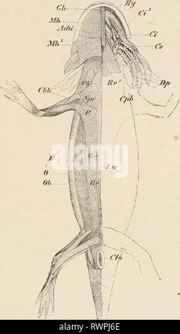 Éléments de l'anatomie comparative des éléments de l'anatomie comparée des vertébrés elementsofcompar00wied Année : 1886 Système musculaire. 115 où le caractère uniforme persiste à la fois dorsalement et ventralement, -conserve l'ensemble de relations plus primitif que ne le fait la face ventrale, fig. 99.-LA MUSCULATURE DE Sircdoii^' ji//f&gt;rmis. (À partir de la face ventrale.) 0, couche la plus externe de l'oblique externe,passant dans le fascia, qui est montré sectionnée à F ; l'Ob, deuxième couche de la même ; le muscle grand droit, nouveau, passant dans la musculature viscérale (sternohyoid) à Il1, et dans le- pector Banque D'Images