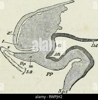 Les éléments d'embryologie, (1874) Les éléments d'embryologie, elementsofembryo74fost Année : 1874 c.] LA QUEUE DOUBLE. L'ensemble de l'archiblastic 125 cadre de l'embryon est truffée d'un réseau d'parablast. À partir de ces éléments qu'il parablastic a estimé qu'il n'est pas seulement le epitheKum (endothélium) des vaisseaux sanguins et lymphatiques d'espaces, mais également tous les éléments des tissus conjonctifs de l'organisme, l'archiblast étant représenté dans les vaisseaux du corps d'adulte par les fibres musculaires. 17. Comme nous l'avons dit ci-dessus (p. 87), le pliage dans de la splanchnopleure pour former le canal alimentaire Banque D'Images