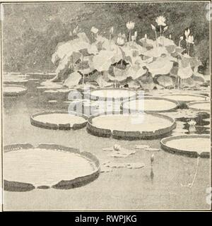 Éléments de biologie ; un des éléments pratiques de la biologie ; un texte utile-livre de corréler la botanique, la zoologie et la physiologie humaine elementsofbiolog00hunt Année : [c1907] une usine de traitement de l'eau, montrant le leaflike finement divisé pax'ts. Plantes à feuilles flottantes. Banque D'Images