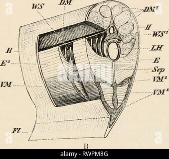 Éléments de l'anatomie comparative des éléments de l'anatomie comparée des vertébrés elementsofcompar00wied Année : 1886 FIG. 101, un anil B.-L'ORGUE ÉLECTRIQUE DE Gymnote. clectricus (B, à partir d'une préparation par A. Ecker.) H, la peau ; Fl, fin ; DM, DM1, certaines parties de la dorsale, de grands muscles latéraux, vu en partie en section transversale, en partie en coupe longitudinale ; VM, VM1, ventrale des portions de idem ; E, l'orgue électrique, vu en section transversale à J£ (B), et du côté d'El ; Jl'S, colonne vertébrale, par le côté, montrant les nerfs spinaux et }VSl, en section transversale ; LH, extrémité postérieure Banque D'Images