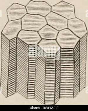 Éléments de l'anatomie comparative des éléments de l'anatomie comparée des vertébrés elementsofcompar00wied Année : 1886 126 anatomie comparative. de la cud de la queue, et ont un metameric arrangement comme celui de la nageoire caudale ; dans les muscles des Mormyridés, par exemple, il y a de chaque côté une partie supérieure et une ligne électrique sous des organes. Les appareils électriques dans tous les poissons mentionnés ci-dessus doit être considérée à partir du même point de vue tant en ce qui concerne son mode de développement et de rapports anatomiques : tous les organes électriques doivent être considérés comme des tracts, musculaires et nerveuses .la fin Banque D'Images