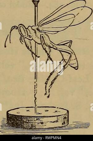 Éléments d'zoölogy (1884) Banque D'Images