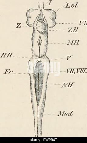 Éléments de l'anatomie comparative des éléments de l'anatomie comparée des vertébrés elementsofcompar00wied Année : 1886 LE CERVEAU. 137 la partie décrite à la page 132 que la région périphérique (pallium) du prosencéphale est composé d'une seule couche de cellules épithéliales. C'est recouvert sur sa surface dorsale par la pie-mère, et donc ici, comme c'est également le cas avec l'avancement du cerveau secondaire Teleostei (voir Fig. 113), il y a une persistance de ce faible niveau de développement dans ce qui est re- prosencéphale a présenté par une épaisseur fine et dorsalement ; c'est la vésicule non appariées, il n'y a pas de séparation Banque D'Images