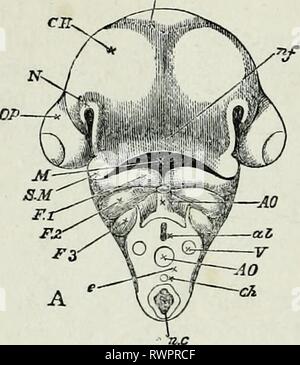 Les éléments d'embryologie, (1874) Les éléments d'embryologie, elementsofembryo74fost Année : 1874 146 LE QUATRIÈME JOUR. Fig. 48. [Chap. Banque D'Images