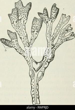 Les éléments de botanique pour les éléments de botanique pour les débutants et les écoles pour elementsbotany00gray Année : 1887 554 enveloppé par les cellules tubulaires twisted autour d'elle : par le côté de c'est un plus petit et l'anthéridie globulaire. Cette dernière se décompose en huit shield- FiG. 553. Agarum Turneri, passoire (ainsi appelé à partir de l'ajourage avec laquelle la fronde, en grandissant, devient criblée) ; beaucoup de taille réduite. Fio. 554. Fin de l'iper;u un Fucus, Fucus vesiculosus, réduction de moitié ou plus, b, le fructitic.édition. Banque D'Images