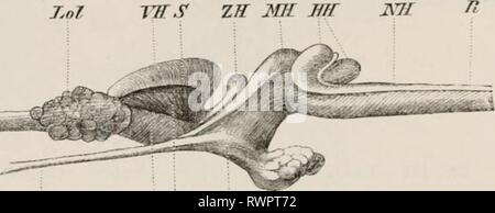 Éléments de l'anatomie comparative des éléments de l'anatomie comparée des vertébrés elementsofcompar00wied Année : 1886 H2 anatomie comparative. mi-cerveau, et peuvent donc être facilement négligé (fig'. 11-i et 115, le cation Zll pb .t' tin- ecivUdlum dans tin-^ ventricule de la mi-cerveau, vu qu'exceptionnellement dans le niol alk.ram-lis, est un jnesmi.- une règle de Td.-m&gt;UMns, IMI ! L'ampleur de son développement varie beaucoup. Tin- glande pinéale n'est pas dili'er essentiellement de iliai de Elasmobrancha Jamads tliou (ami, c-h s'étend jamais int.. tin- Toit de tin- crâne, ami ii.-ually reste dans tin- Banque D'Images