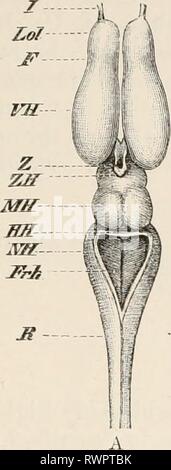 Éléments de l'anatomie comparative des éléments de l'anatomie comparée des vertébrés elementsofcompar00wied Année : 1886 LE CERVEAU. 1143 Jt Banque D'Images