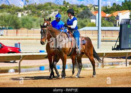 Défilé de jockey's et leurs chevaux qui se préparent à la course à Rillito Park piste dans Tucson AZ Banque D'Images