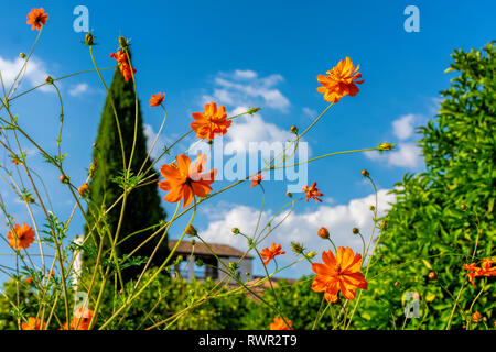 Close up. Belles fleurs orange avec ciel bleu. Cyprès vert solitaire floue et toit de tuiles brunes sur en arrière-plan Banque D'Images