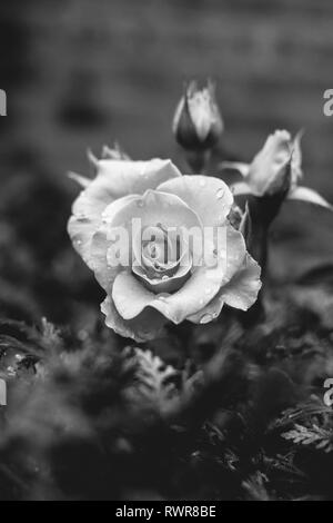 Roses couverts en gouttes de pluie après une tempête de pluie. Banque D'Images