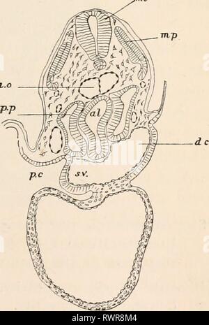 Les éléments d'embryologie (1889) Les éléments d'embryologie humaine elementsofembryo fostuoft Année : 188900'^^» Traxsverse MgMi Sections à un embryon de poulet avec vingt-et-un Mesoblastic aux somites montre ce forma- tion de la cavité péricardique, A. étant l'Ante- vant Section. pp. cavité corporelle, pc. cavité péricardique, coll. cavité alimentaire. au. oreillette, ventricule, c. sv. sinus veineux. dc. canal cuvieri. ao. l'aorte, mp. muscle-plaque, mc. cordon médullaire. Banque D'Images