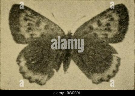 Entomologie élémentaire (1912) Banque D'Images