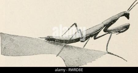 Études élémentaires dans la vie d'insectes dans des études élémentaires insectes elementarystudie00hunt Année : 1902 178 ÉTUDES ÉLÉMENTAIRES DANS LA VIE D'INSECTES ORTHOPTÈRES QUI MARCHE. Les blattes.1- - ces insectes sont connus pour chaque femme au foyer. Ils sont surtout actifs la nuit, et apprendre facilement les chemins qui mènent à la durée de garde-manger. Les oeufs sont tous à la fois, à l'intérieur d'une capsule brune. (Fig. 121.) De nombreuses espèces sont aptères. La mante religieuse.2- - La mante religieuse possède plusieurs appellations. Les pieds avant, bien développée pour la FIG. 144. Les jeunes sur mantis recherche de proie - grandeur nature. Photographié à partir de la vie par Banque D'Images