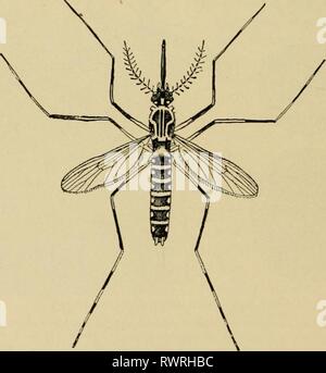 Entomologie élémentaire (1912) elementaryento entomologie élémentaire00sand Année : 1912 Fig. 350. Positions de repos d'Anopheles et Cnlex les moustiques. (Légèrement élargie) (Après Grassi) Fig. 351. Le moustique de la fièvre jaune de {Stegomyia calopus). (Agrandi) (d'après Howard, United States Department of Agriculture) de calme ou de l'eau à vitesse lente, et éclosent au bout d'un à quatre jours. Les larves sont le célèbre gigoteurs des étangs et les fossés, avec leur longue caractéristique, se tortiller, épaisse, et fin Banque D'Images